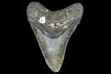 Fossil Megalodon Tooth - North Carolina #105018-1